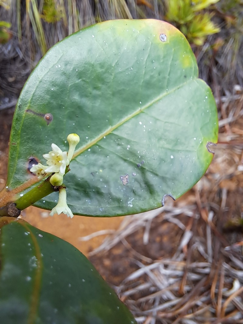 Jaffrea xerocarpa photo 7