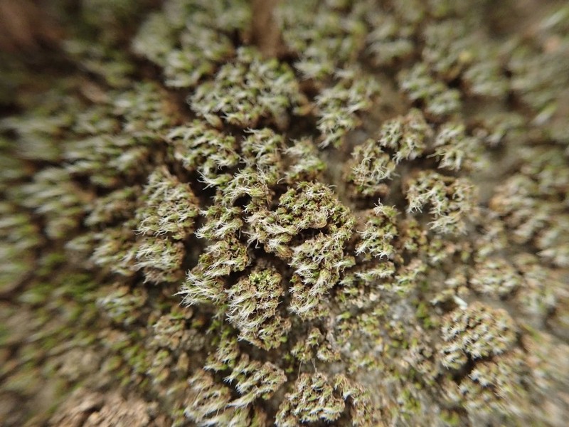 Jaffueliobryum Moss