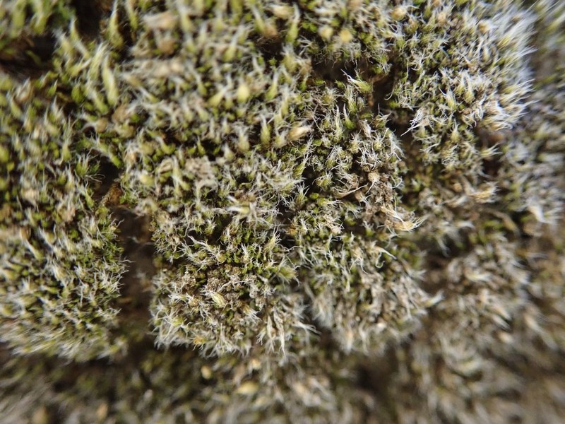 Jaffueliobryum Moss photo 2