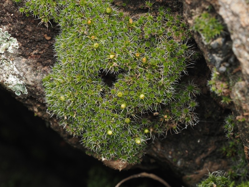 Wright's Jaffueliobryum Moss