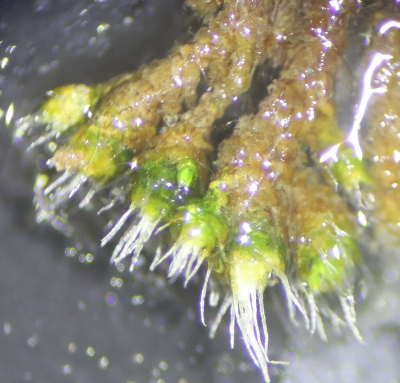 Wright's Jaffueliobryum Moss photo 2