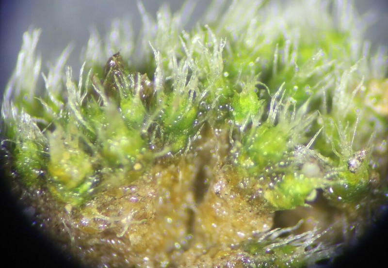 Wright's Jaffueliobryum Moss photo 3