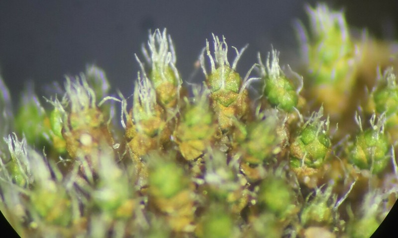 Wright's Jaffueliobryum Moss photo 4