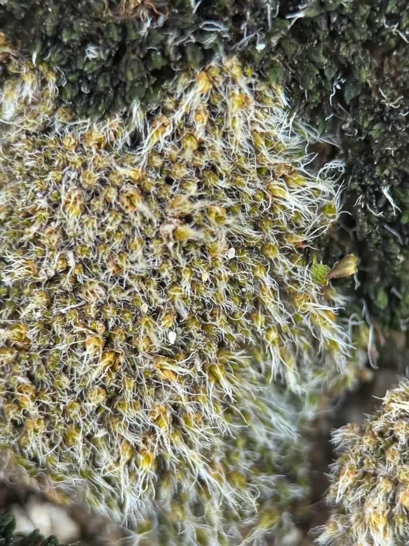 Wright's Jaffueliobryum Moss photo 5