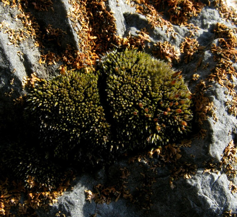 Wright's Jaffueliobryum Moss photo 6