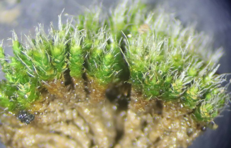 Wright's Jaffueliobryum Moss photo 7