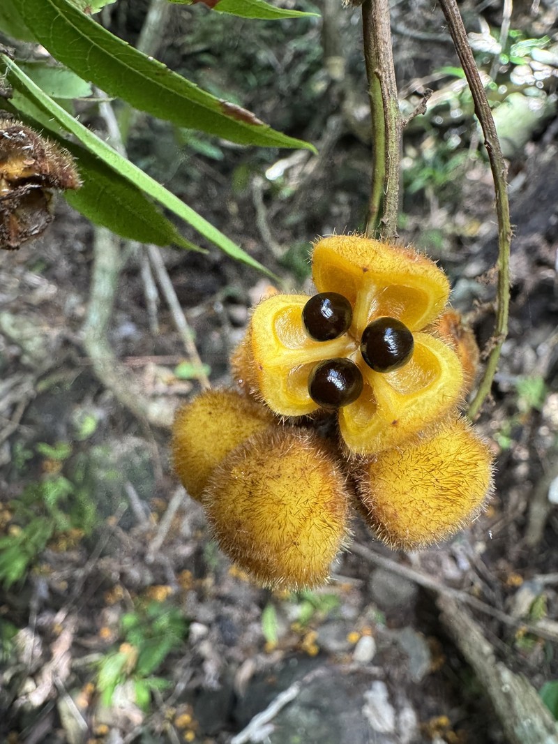 Jagera pseudorhus var. pseudorhus photo 2