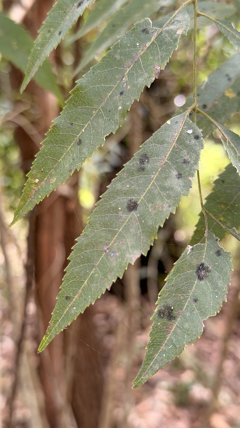 Jagera pseudorhus var. pseudorhus photo 3