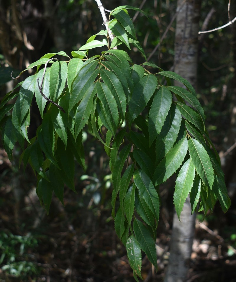 Jagera pseudorhus var. pseudorhus photo 4
