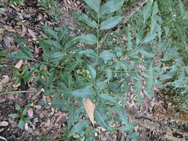 Jagera pseudorhus var. pseudorhus photo 5