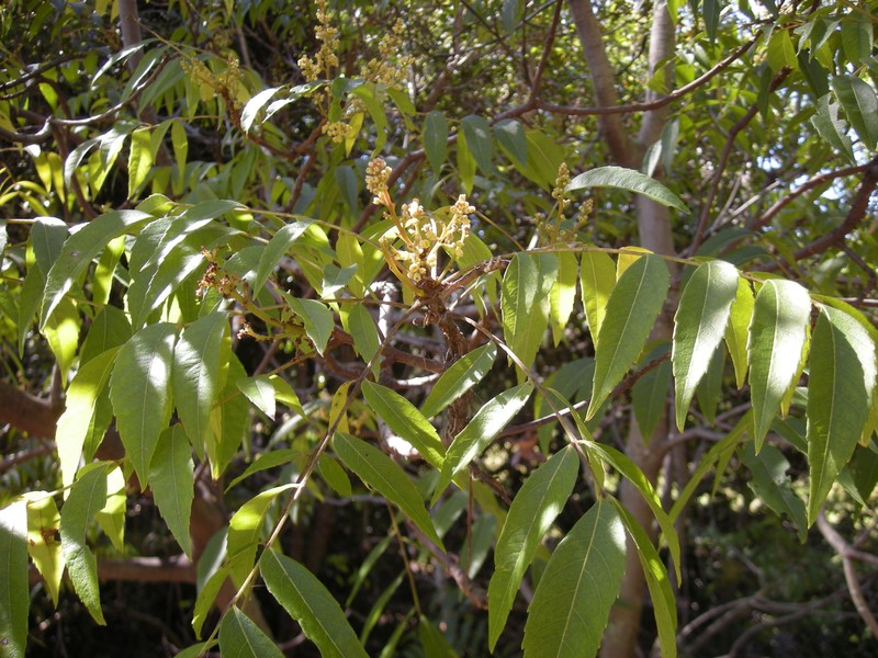Jagera pseudorhus var. pseudorhus photo 7