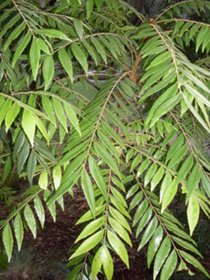 Jagera pseudorhus var. pseudorhus photo 8
