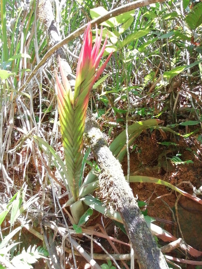 Jagrantia monstrum photo 3