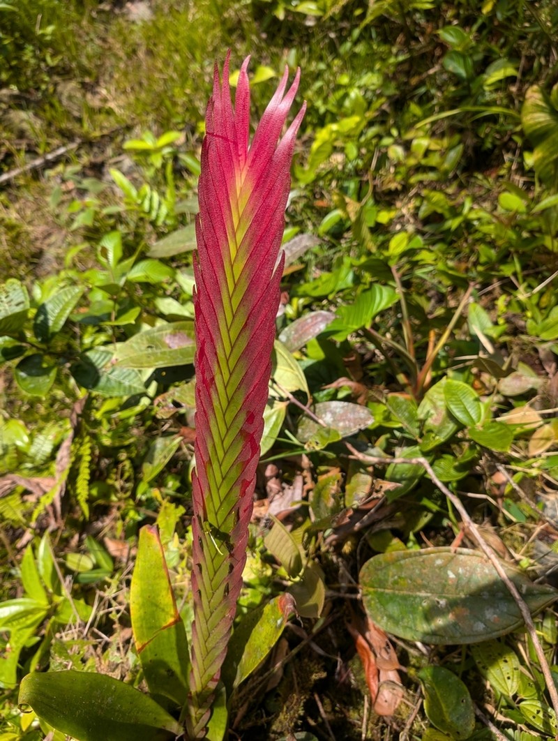 Jagrantia monstrum photo 8