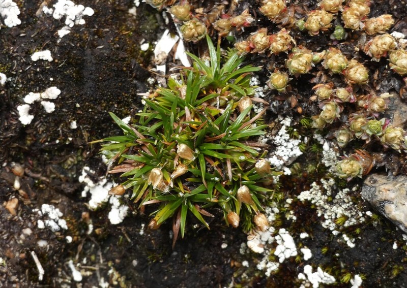 Jalcophila boliviensis photo 2