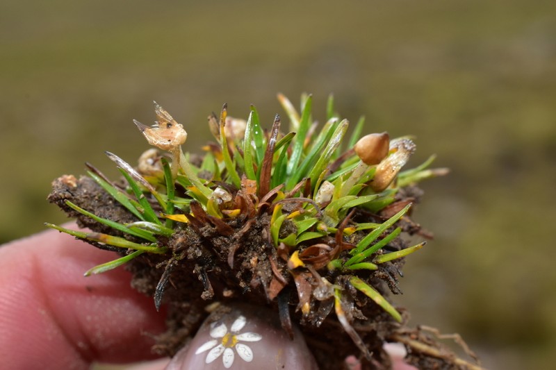 Jalcophila boliviensis photo 3