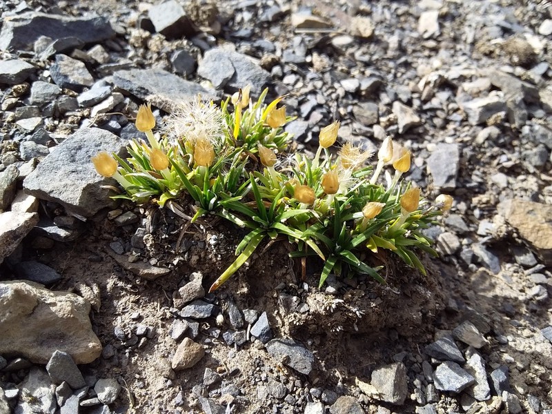 Jalcophila boliviensis photo 4