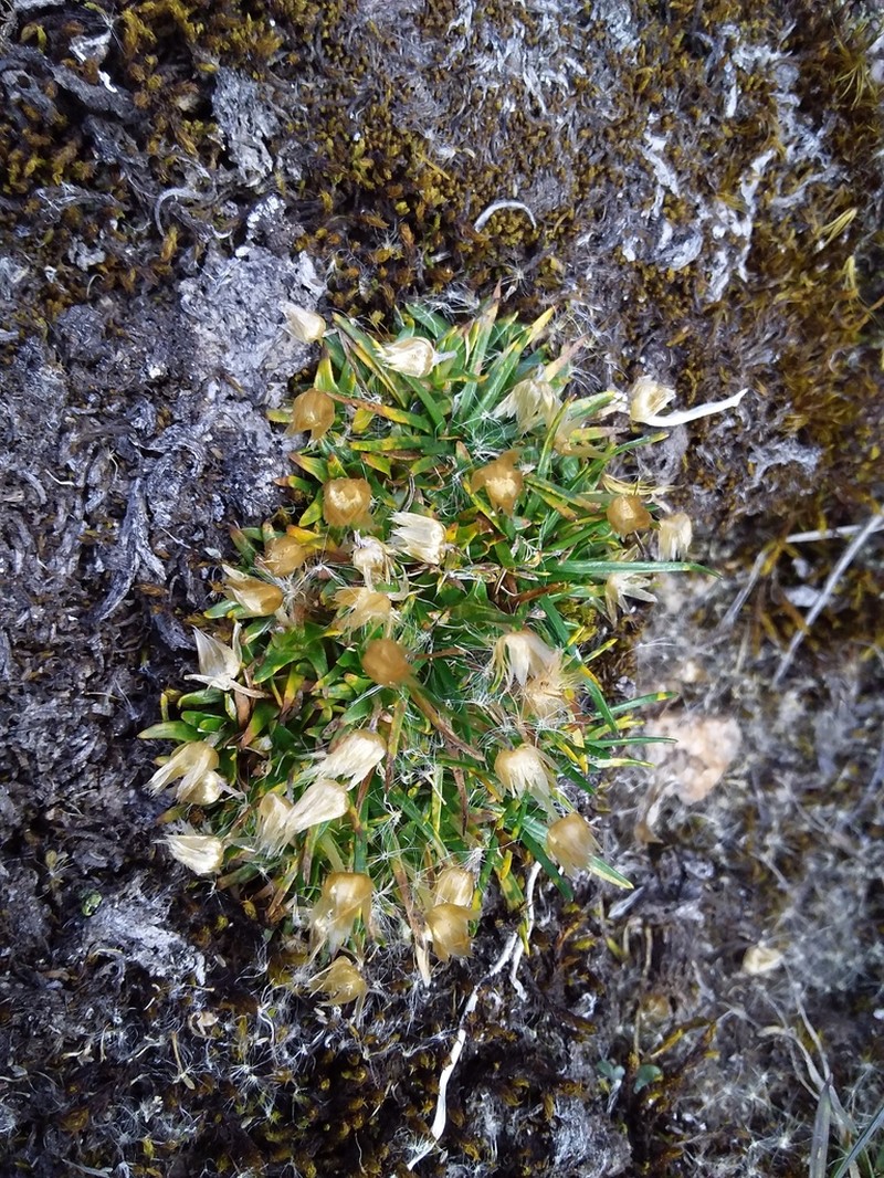 Jalcophila boliviensis photo 5
