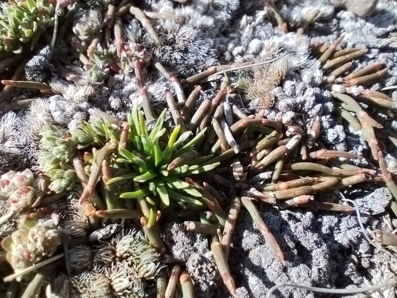 Jalcophila boliviensis photo 6
