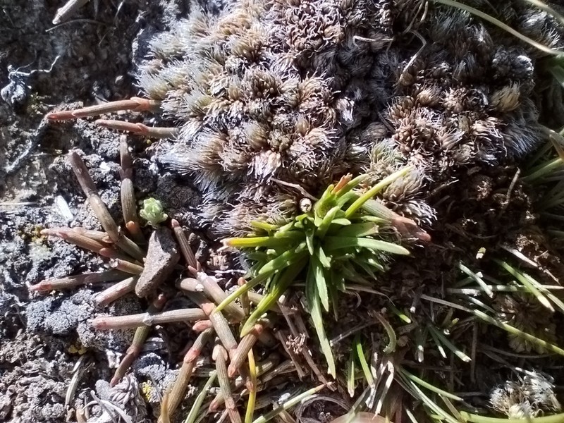 Jalcophila boliviensis photo 7