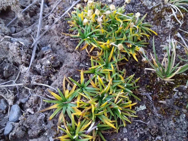 Jalcophila boliviensis photo 8