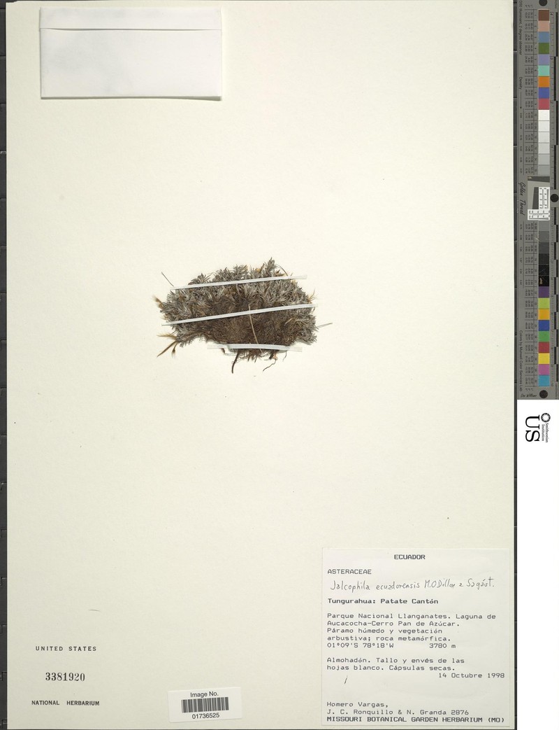 Jalcophila ecuadorensis
