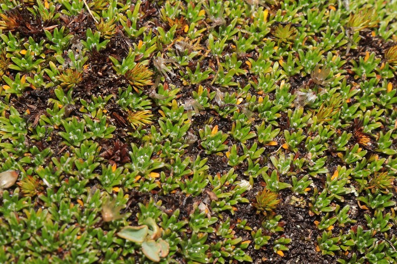 Jalcophila peruviana photo 2