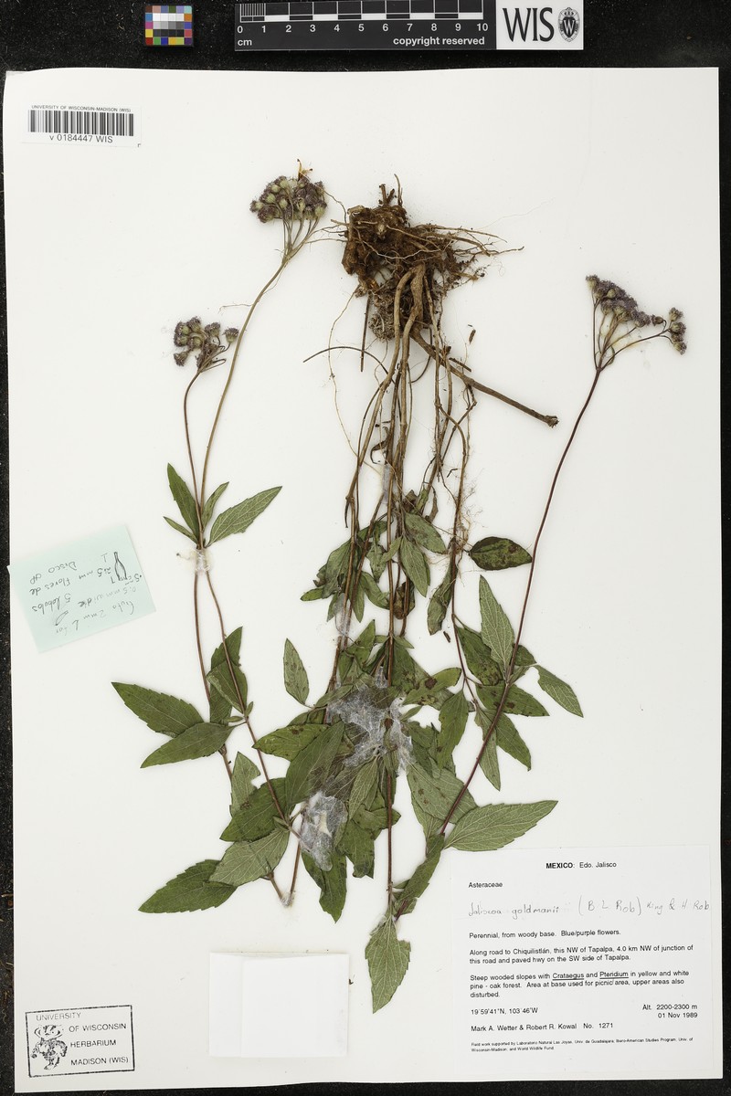 Jaliscoa goldmanii