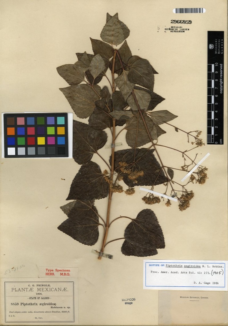 Jaliscoa goldmanii photo 2