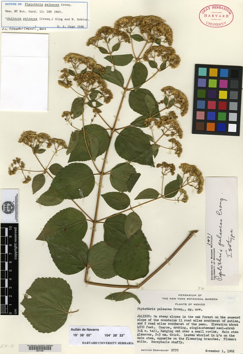 Jaliscoa paleacea