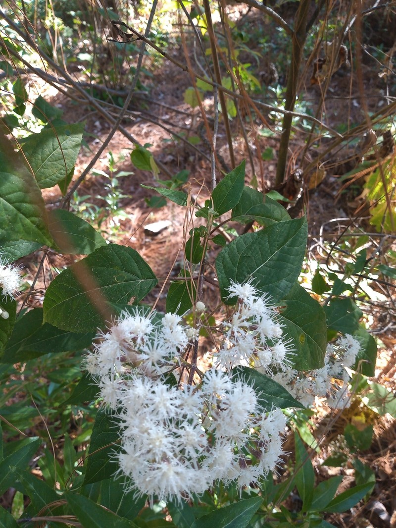 Jaliscoa pringlei photo 2