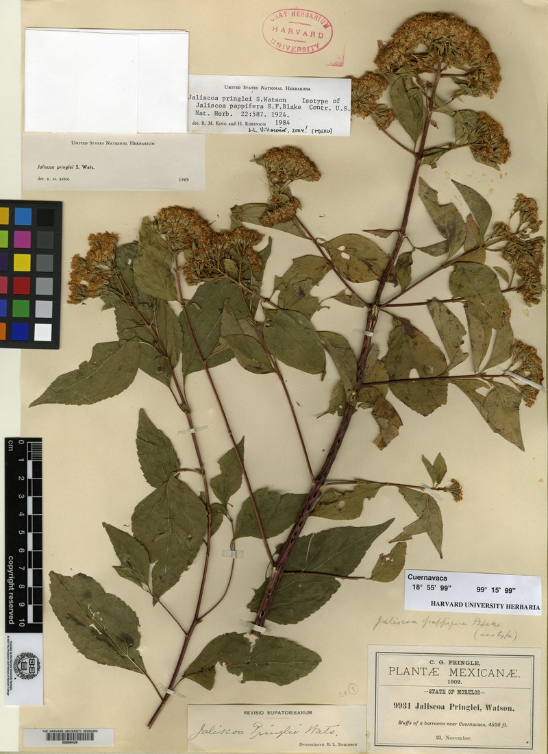 Jaliscoa pringlei photo 3