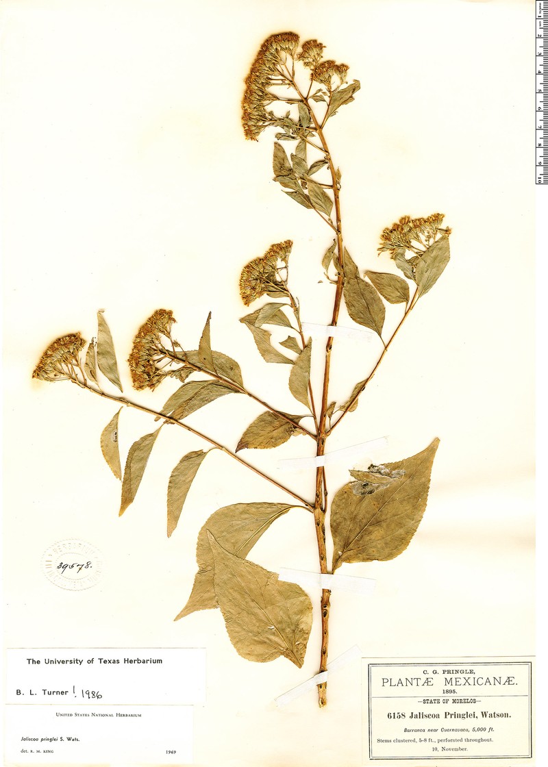 Jaliscoa pringlei photo 4