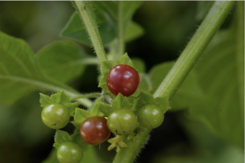 Antilles False Holly