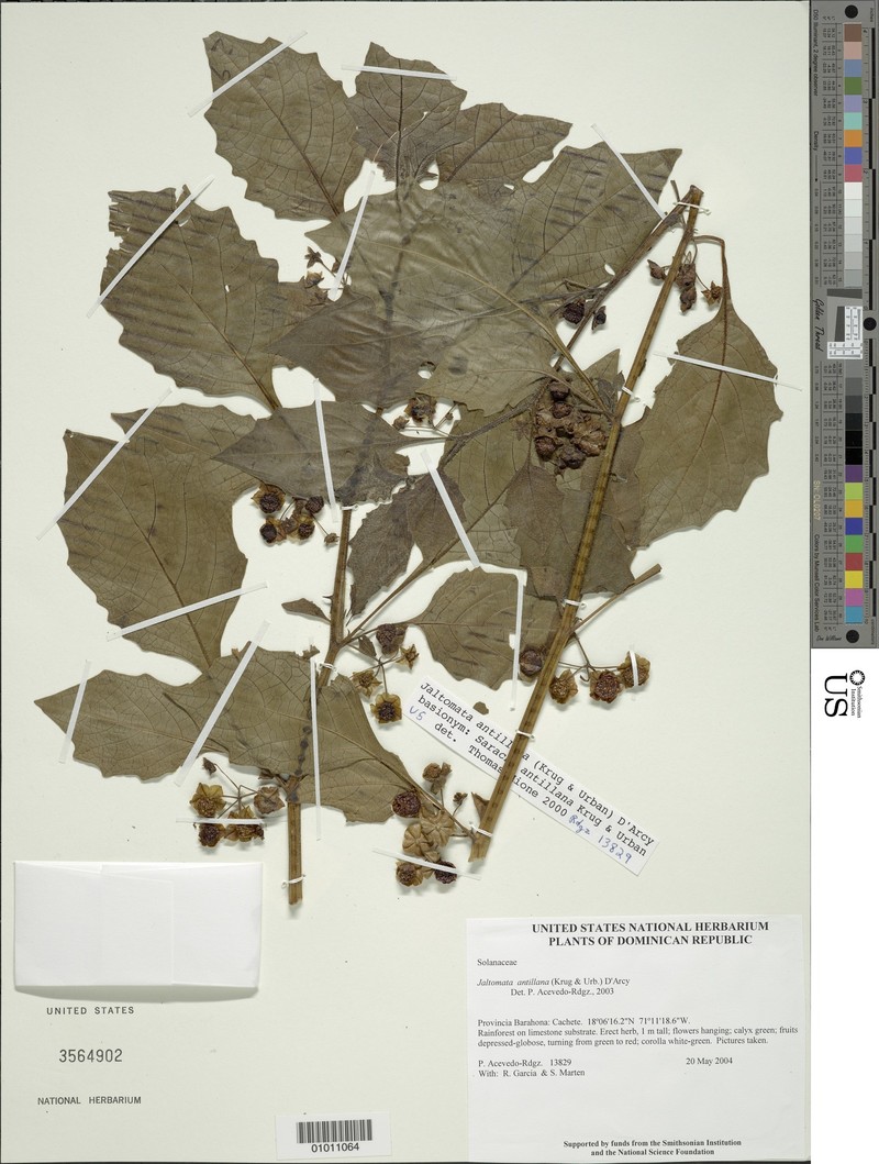 Antilles False Holly