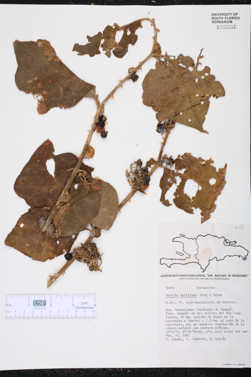 Antilles False Holly photo 2
