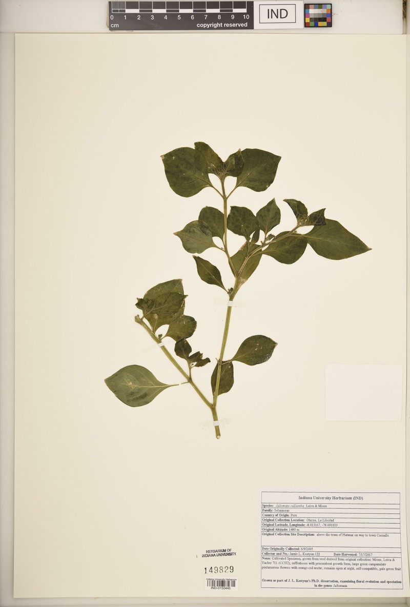 Jaltomata calliantha