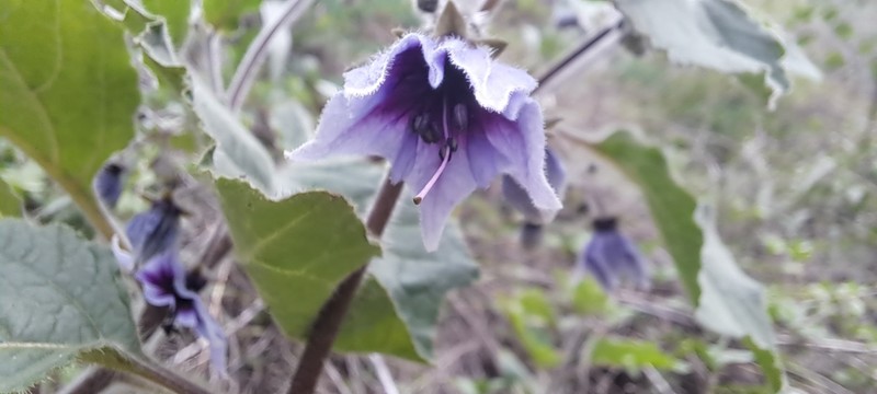 Jaltomata glomeruliflora
