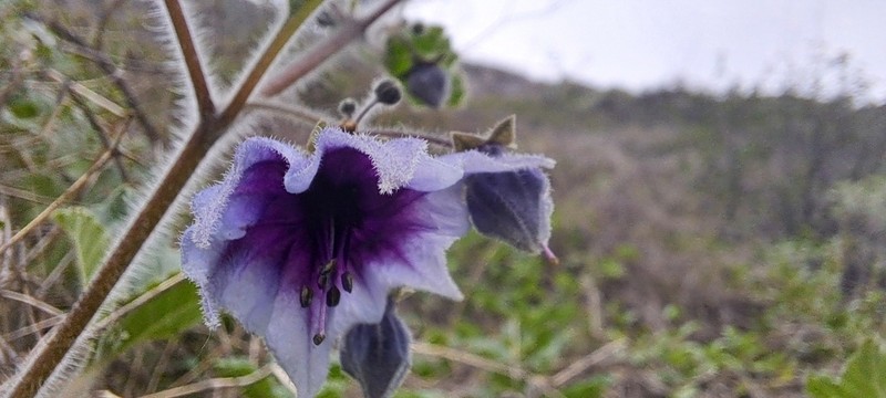 Jaltomata glomeruliflora photo 3
