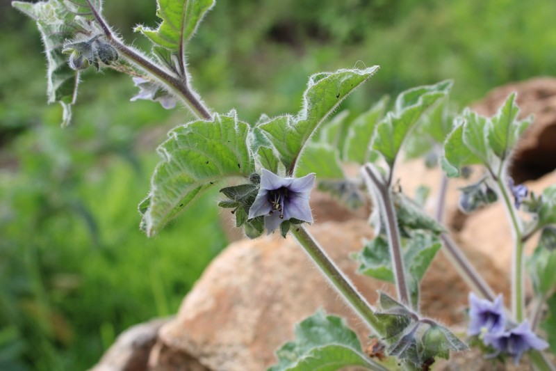 Jaltomata glomeruliflora photo 4