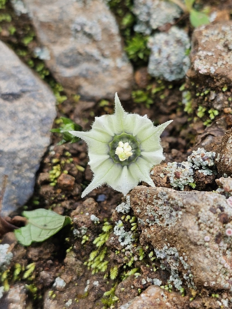 Jaltomata huancabambae