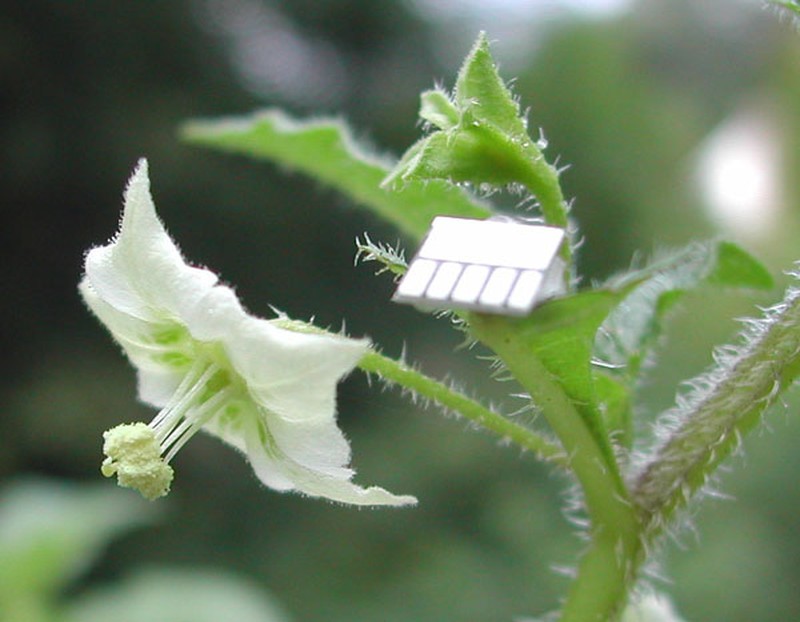 Creeping False Holly photo 4