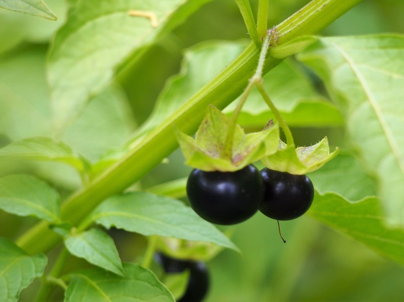 Creeping False Holly photo 2