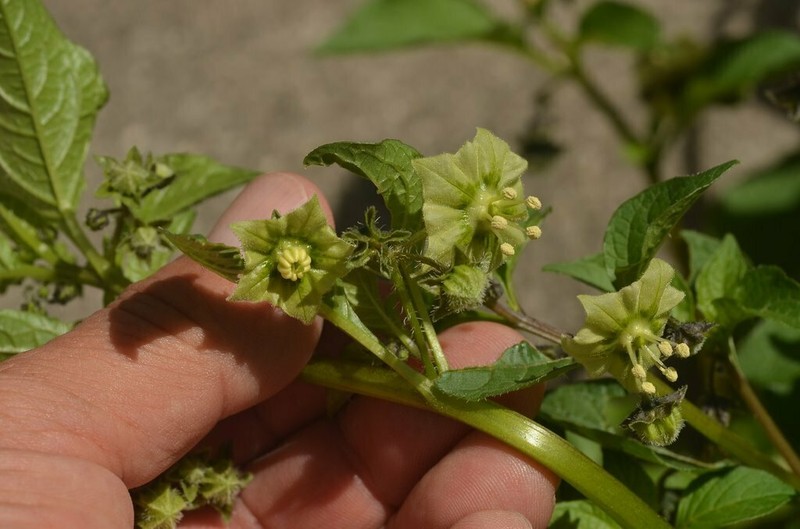 Creeping False Holly