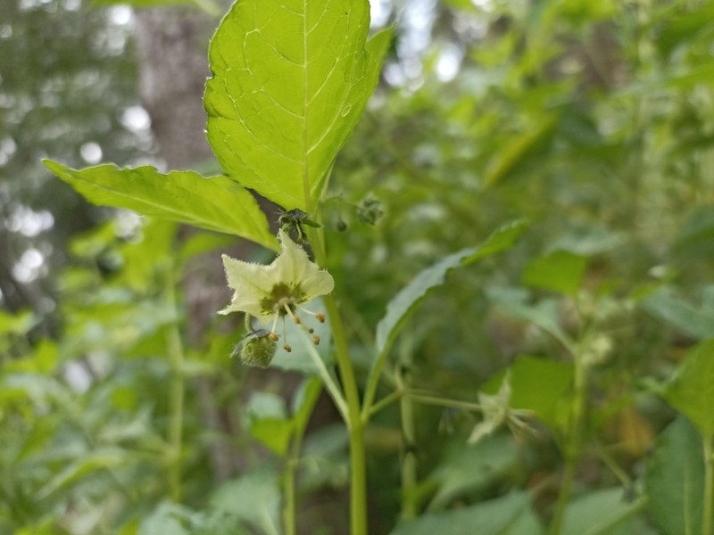 Creeping False Holly photo 2