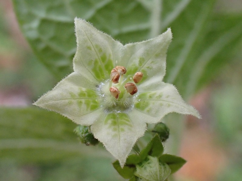 Creeping False Holly photo 5