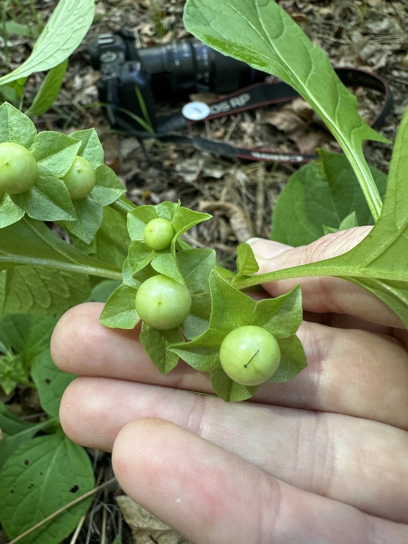 Creeping False Holly photo 6