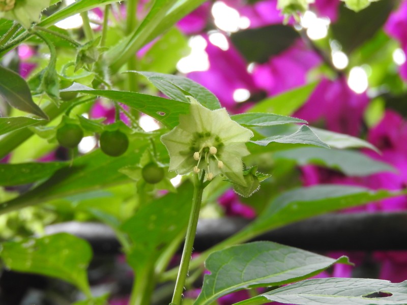 Creeping False Holly photo 8