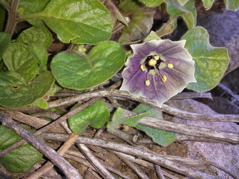 Jaltomata quipuscoae photo 4