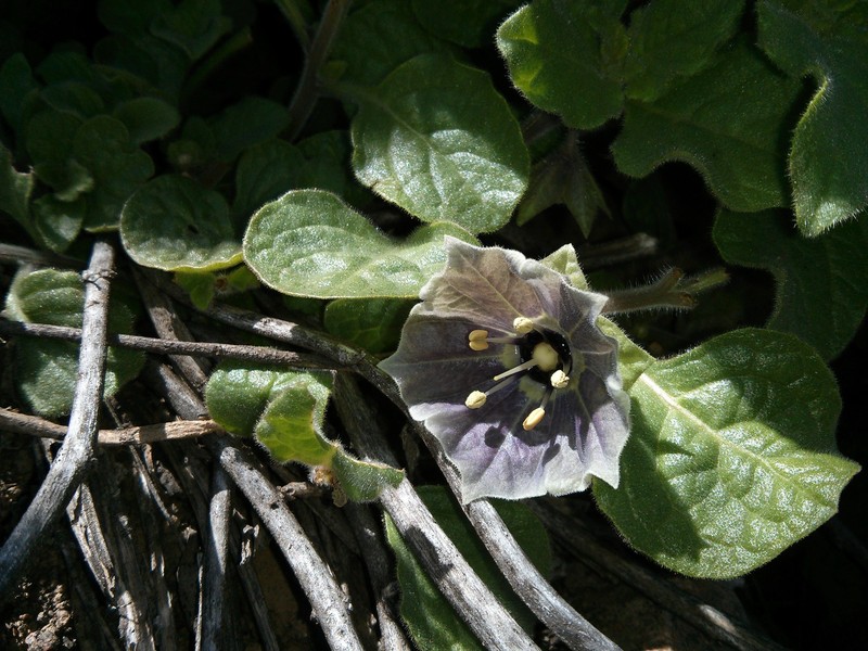 Jaltomata quipuscoae photo 5